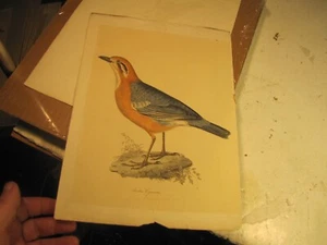Litografia XIX secolo rimossa da Jacob Henry Studers Birds of North America - Foto 1 di 5