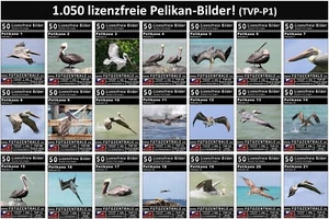 1.050 Lizenzfreie Profi-Bilder/Fotos! Pelikane Vögel (Royalty Free)! UVP 399,- € - Bild 1 von 21