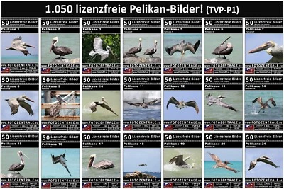 1.050 Lizenzfreie Profi-Bilder/Fotos! Pelikane Vögel (Royalty Free)! UVP 399,- € - Bild 1 von 4