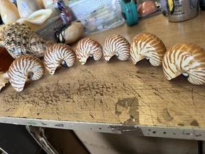 Six Nautilus Shells average size 4 inches top condition - Picture 1 of 10