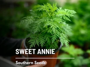 Sweet Annie - 50 Seeds - Medicinal Herb - GMO Free  (Artemisia annua) - Picture 1 of 8