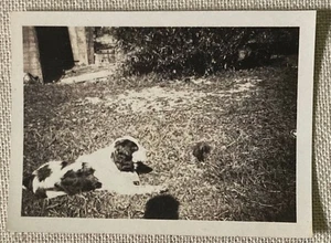 Vintage Foto Hund namens Herzog liegend im Hof schwarz & weiß 3,5" x 2,5" - Bild 1 von 2