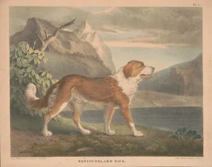 Newfoundland Dog Picture, New Reproduction of an 1830's Print - Picture 1 of 1