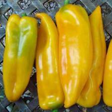 Shepherd Bells Twister Seeds for SIX DIFFERENT SWEET PEPPERS Striped Holland