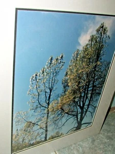 ORIGINAL PHOTOGRPHIC PRINT BETTY SUTLIFF SPRING TREES 20" BY 24" - Picture 1 of 3