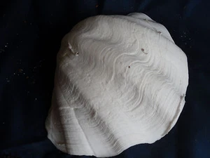 Tridacna gigas - half-shell 8 1/4" X 6 1/2" from Majuro in the S Pacific Ocean - Picture 1 of 6