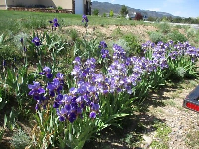 Bearded Iris Purple & White - Image 1 of 4