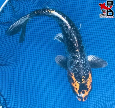 Estanque de jardín de peces koi vivos Midnight Yamato Nishiki de 10" 13/09 Foto 1 de 4