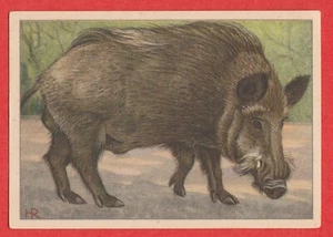 1940 Dutch Trade Card by Verkade #61 Wild Boar - Foto 1 di 2