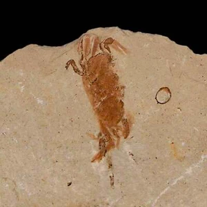 1,2 Zoll Fossile Krabbe Pinnixa Galliheri Erbsenkrabbe Monterey Stadt San Luis Obispo Miozän - Bild 1 von 6