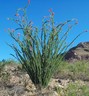 2 - 12 " CUTTINGS *OCOTILLO DESERT PLANT *ORANGE FLOWERS* FOUQUIERIA SPLENDENS 1