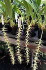 Bulbophyllum Cocoinum 'The Coconut Bulbophyllum' Coconut Fragrance