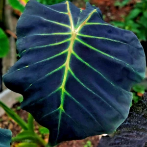 Colocasia Live Bulb Stick Locust New Hybrid + Phytosanitary Certificate - Picture 1 of 10