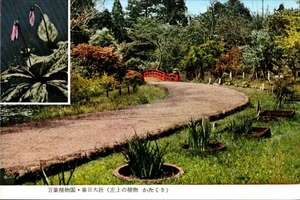 Postcard Chrome Mannyo Botanical-Garden Kasuga Nara Japan P2024 - Picture 1 of 2