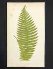 Paproć Giant rasp British Ferns botaniczna Doodia blechnoides nadruk 1859