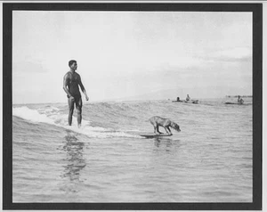 SURFING DOG AT WAIKIKI 1950's? OAHU, HAWAII,  PHOTOGRAPH ON BLACK 8X10 INCH MAT - Picture 1 of 1