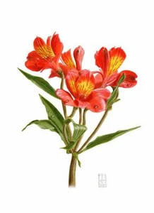 ATEMBERAUBENDES ORIGINAL RICHARD HARPUM M.A (Camb) Alstroemeria AQUARELL GEMÄLDE - Bild 1 von 1