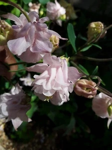 100+ Rare Light Pink Multi Layer Columbine Perennial Flower Seeds. - Picture 1 of 19