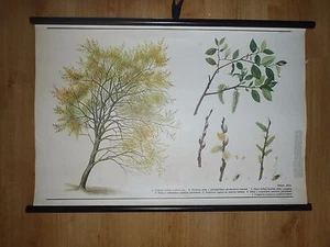 Original vintage pull down school chart of tree Goat willow - Picture 1 of 1