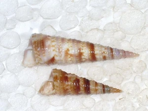 TURRITELLA TURBONA TOLLES MUSTERSET - Bild 1 von 2