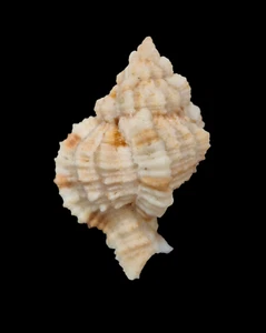 Shell Shell PHYLLONOTUS WHYMANI W/O Florida 51,1 mm - Bild 1 von 4