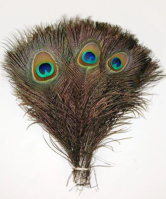 50 Pcs PEACOCK TAILS Natural Feathers 10-12" (Craft/Art/Dress/Bridal/Halloween) - Image 1 of 4