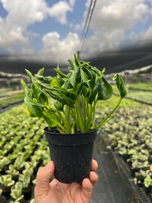 Epipremnum Shangri La | Live Tropical House plant | Devils Ivy in 4" Pot - Image 1 of 4