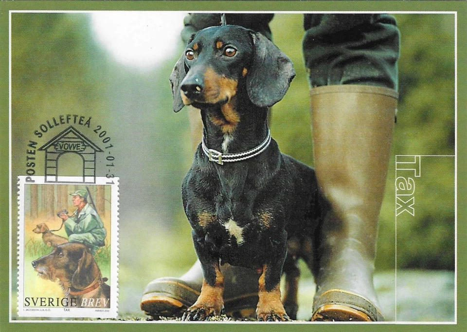 Dachshund Excellent Hunting Dog Sweden Fauna Maxi FDC 2001 - Image 1 of 1