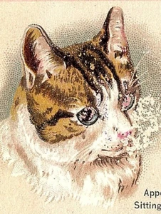 Linda tarjeta victoriana de gato de la década de 1880 Henshel Photograph's 212 y 214 State St Chicago IL - Imagen 1 de 4