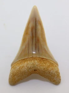 Haizahn, Cosmopolitodus hastalis, Tertiär, Miozän, Atacama, Chile -L511 - Picture 1 of 5