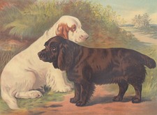 Clumber Spaniel Dog And Sussex Spaniel Dog Antique Dog Lithograph Art Print 1881