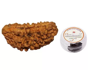 Brown One Face Ek Mukhi Rudraksha with Lab Certificate Rudraksh,25 to 30 mm - Picture 1 of 5
