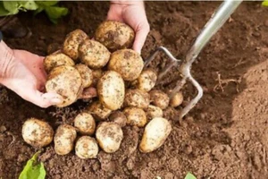 Second early seed potatoes Nadine- for planting,X12 Tubers,Ready for planting - Picture 1 of 2