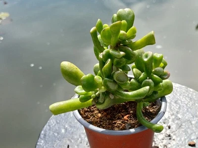 Crassula Ovata Gollum Löffelbaum Geldbaum Affenbrotbaum im Topf - Bild 1 von 3