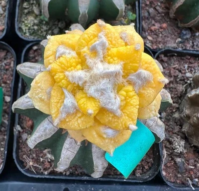 Rare plant Ariocarpus Fis Hybird 'Godzilla' WYSIWYG G rafted - Image 1 of 3