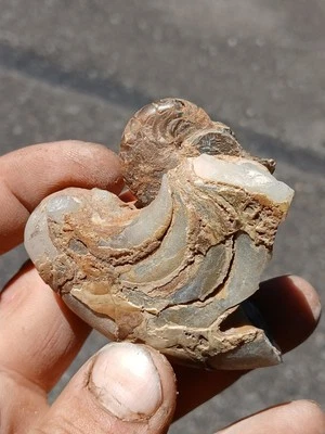 Agatized Aturia Angustata Nautiloid Fossil  Washington State - Image 1 of 4