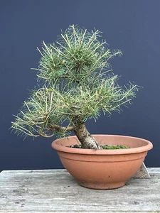 Bonsai outdoor winterhart Lärche, Larix, Klasse Rohpflanze - Bild 1 von 9