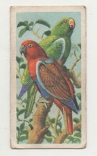 1961 BROOKE BOND TEA - TROPICAL BIRDS #47 RED-SIDED PARROT