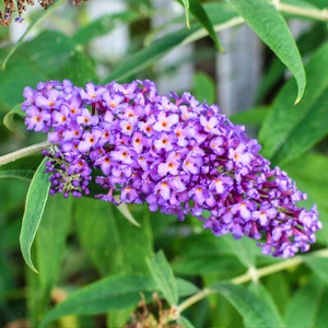 Buddleja Davidii empire Blue Pflanze Staude vielfältig wachsend - Bild 1 von 14
