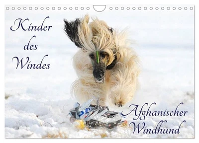 CALVENDO Kinder des Windes - Afghanischer Windhund (Wandkalender 2026 DIN A4 quer), CALVE