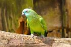 561K Validated Emails of People Interested in Parrots