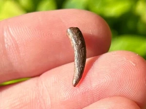 Pterosaur Flying Dinosaur Tooth Fossil Morocco Cretaceous Age Kem Kem - Picture 1 of 9