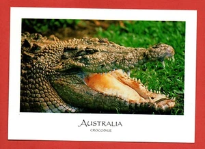 COCODRILO DE AGUA SALADA postal AUSTRALIA dientes piel grande reptil tour zoológico - Imagen 1 de 2