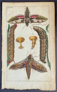 Seltene 1797 Wilhelms ZWEI SPHINXMOTTEN & LARVEN handkolorierte Kupferplatte #22 - Bild 1 von 4