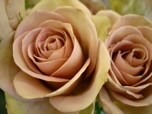 25 seeds of ROSE PINK MAROON ROSES + FREE GIFT - Picture 1 of 1