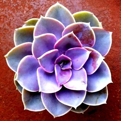 ===SUCCULENT== Living Stones Flower Succulent Cactus Rare Succulent seeds SS0077 - Image 1 of 2