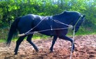 NEW Horse Training Aid Lunging  white one size F/C/P FITS ALL SALE