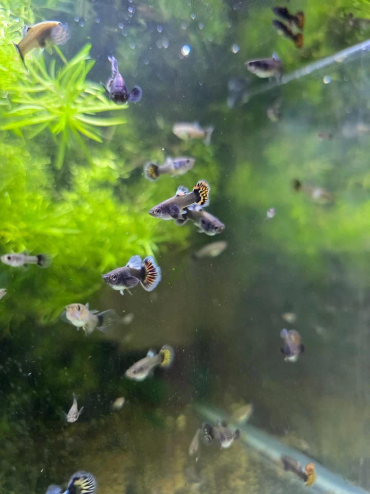 Pez Guppy Vivo Freír-Aleta Roja Guppy-Pack de 5 Género Mixto Foto 1 de 1