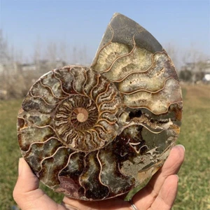 400g + Caracola fósil de amonita natural cristal espécimen curativo regalo - Imagen 1 de 18