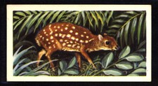 Brooke Bond Asian Wild Life (1962) Indian Chevrotain No. 37